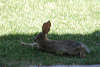 Relaxed Rabbit